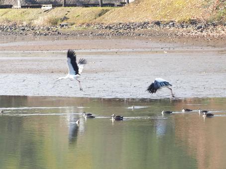 京都府南丹で見つけたコウノトリ 京都府南丹で見つけたコウノトリの写真