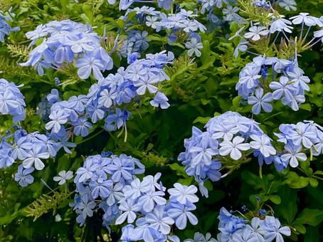 ルリマツリ ルリマツリ ルリマツリ,花,植物の写真素材
