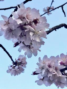 桜 桜の写真