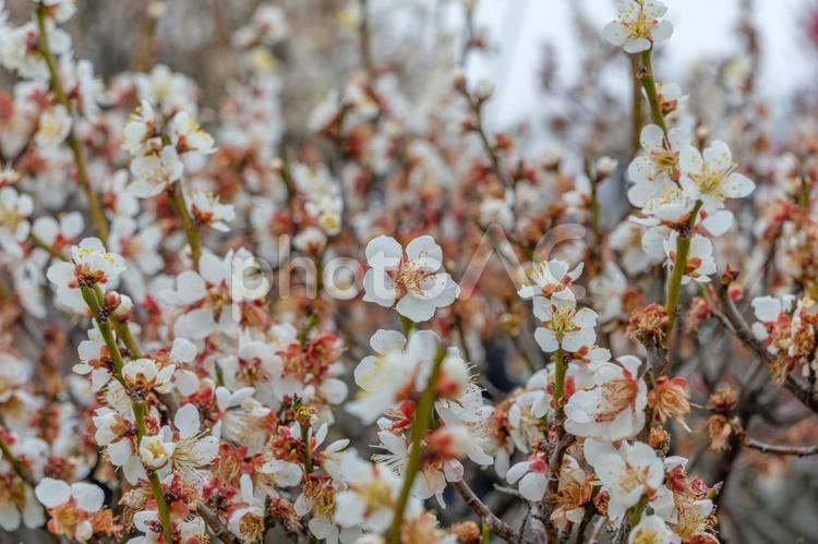 満開の梅の花が彩る春の訪れ 梅,花,白の写真素材