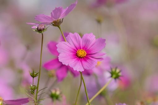 コスモス2501 コスモス,ピンク,自然の写真素材