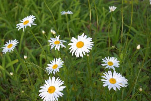 グリーンの背景にマーガレットの花 グリーンの背景にマーガレットの花 マーガレット,花,デイジーの写真素材