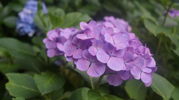 紫の紫陽花 紫の紫陽花の写真