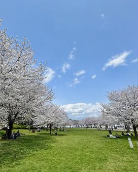 静岡市・駿府城公園の桜 静岡市・駿府城公園の桜の写真