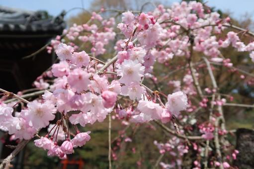 枝垂れ桜の写真