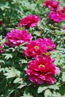 ボタンの花 ボタンの花の写真