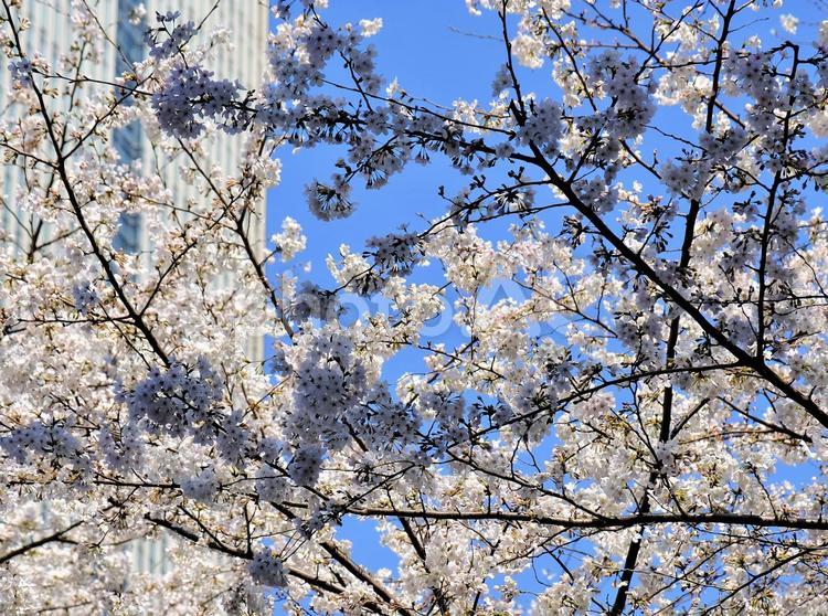 江戸桜通りの桜18 桜,江戸桜通り,日本橋の写真素材