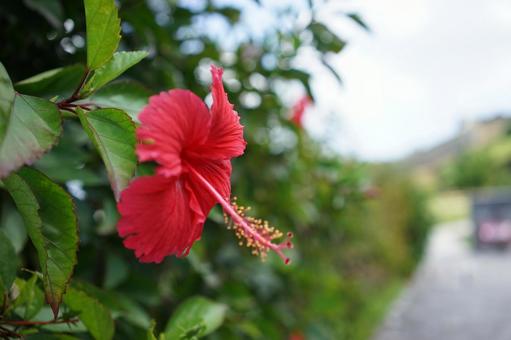 赤いハイビスカスの花 赤いハイビスカスの花の写真