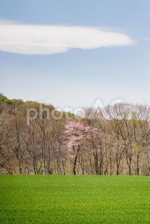 春の木々と空 緑,春,風景の写真素材