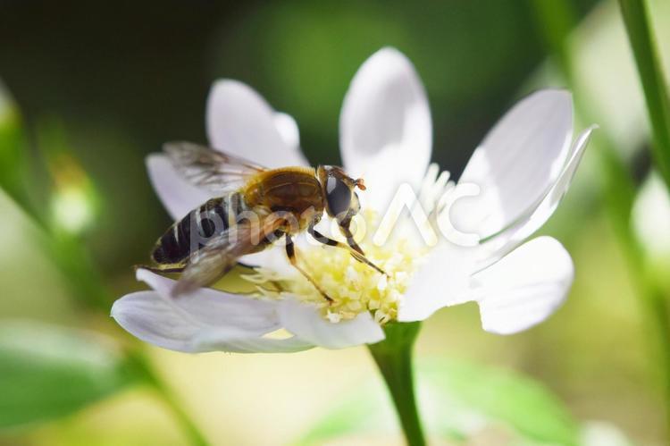 ミヤコワスレと日射しの中のハチ 花,春,昆虫の写真素材