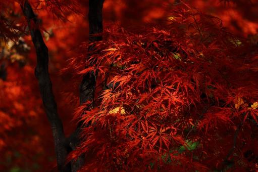 真紅のイトモミジ  糸紅葉,イトモミジ,糸もみじの写真素材
