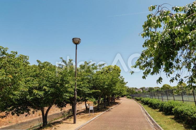 青空と緑の公園散策路 山崎運動公園,公園,遊歩道の写真素材