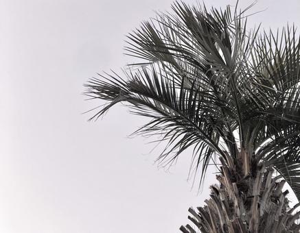 ソテツ ソテツの写真