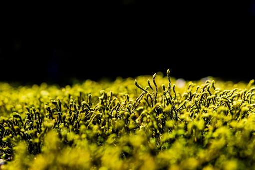 Photo, moss, green moss, nature, 