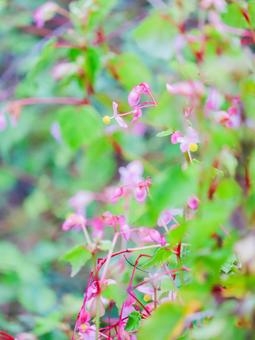 シュウカイドウの写真