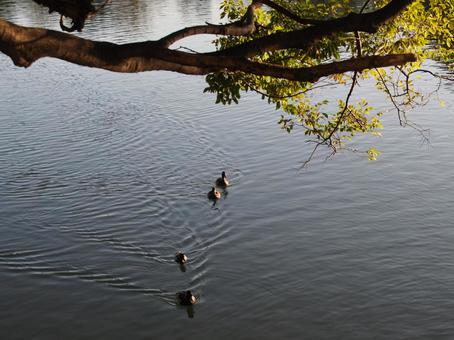 洗足池の水鳥の写真