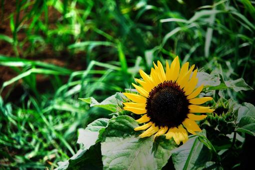夏の花、元気をくれるひまわり 夏の花、元気をくれるひまわりの写真
