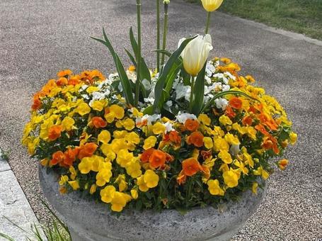 花 240420 花 240420の写真