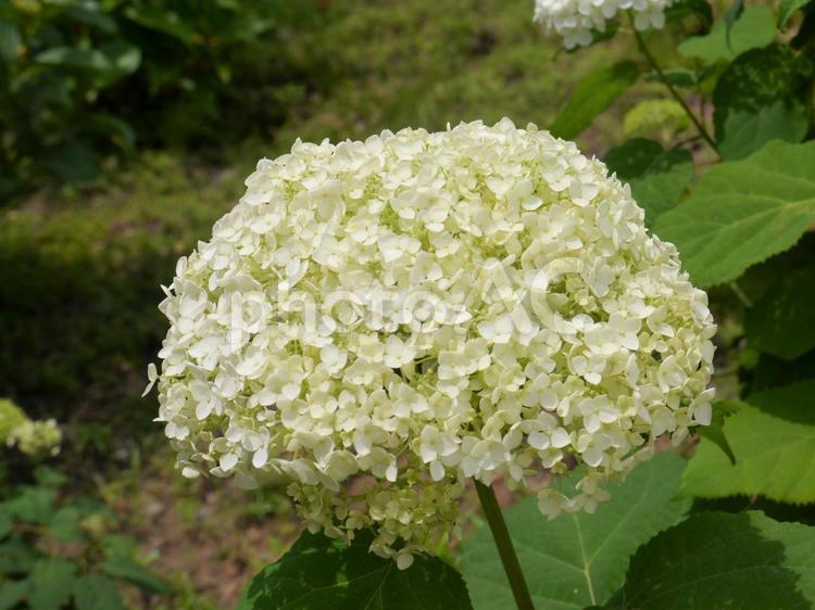 紫陽花・あじさい・アジサイ（７） 紫陽花,あじさい,アジサイの写真素材