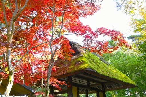 秋の松尾芭蕉 俳聖殿 表門 俳聖殿,表門,松尾芭蕉の写真素材