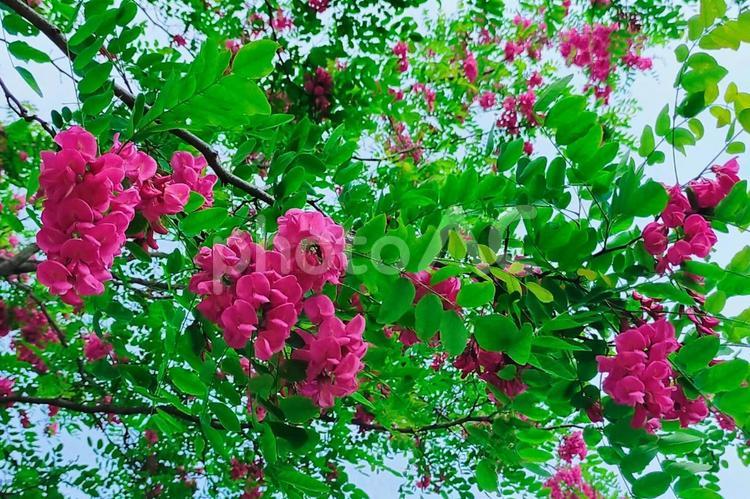 明治百年通りのバラ色のアカシア3 ハナエンジュ,ベニバナエンジュ,ハリエンジュの写真素材