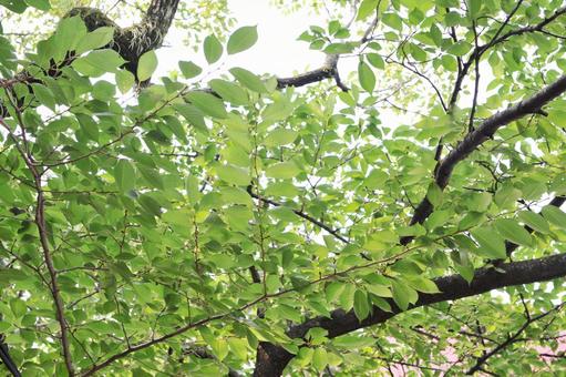 新緑の葉 桜の葉,すがすがしい,爽やかの写真素材
