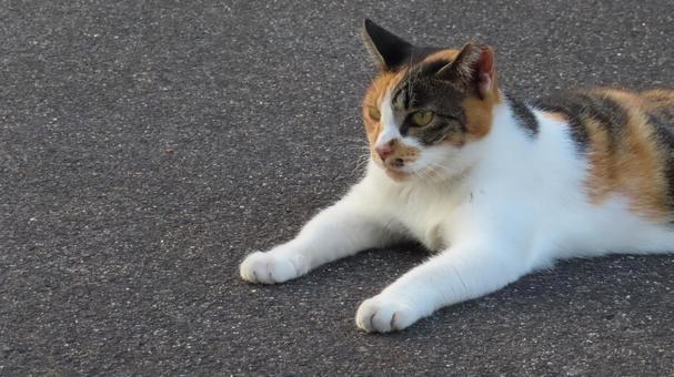 快適に夕涼みを楽しむもふもふな三毛猫 快適に夕涼みを楽しむもふもふな三毛猫の写真