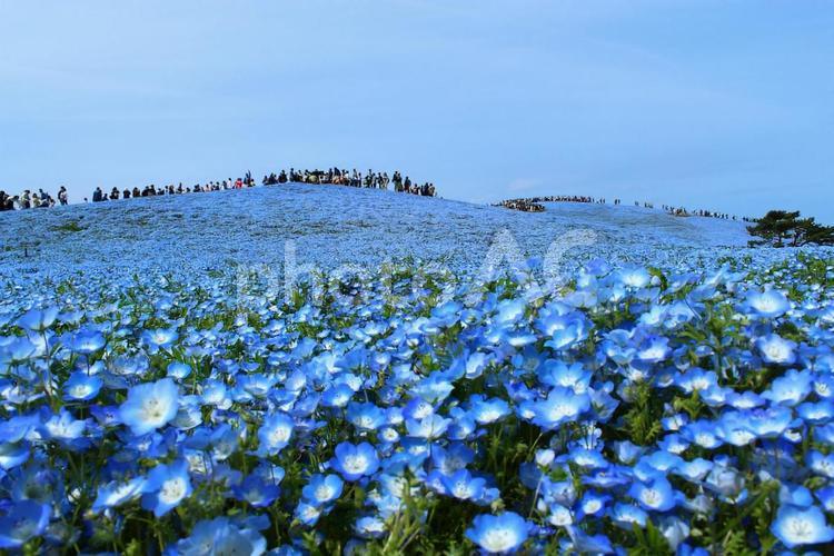 茨城　国営ひたち海浜公園　ネモフィラ 茨城,国営ひたち海浜公園,ネモフィラの写真素材