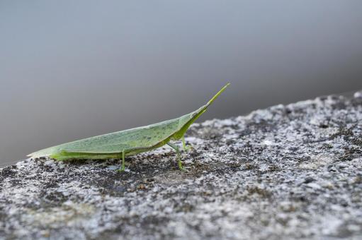 オンブバッタ⑹ オンブバッタ⑹ 昆虫,バッタ,オンブバッタの写真素材