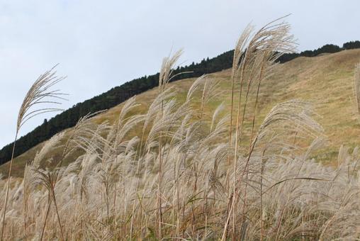 秋のススキ ススキ,秋,草原の写真素材