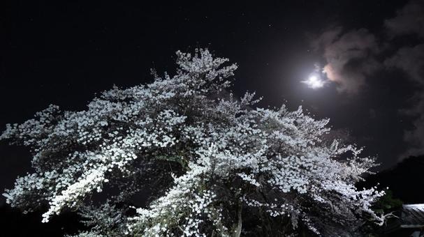 月に照らされる夜桜 月に照らされる夜桜の写真