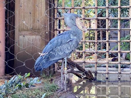 ハシビロコウ ハシビロコウ ハシビロコウ,くちばし,羽根の写真素材