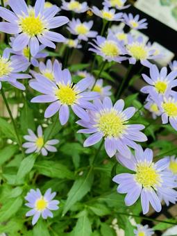 チョウセンシオン 紫の花弁 チョウセンシオン 紫の花弁の写真