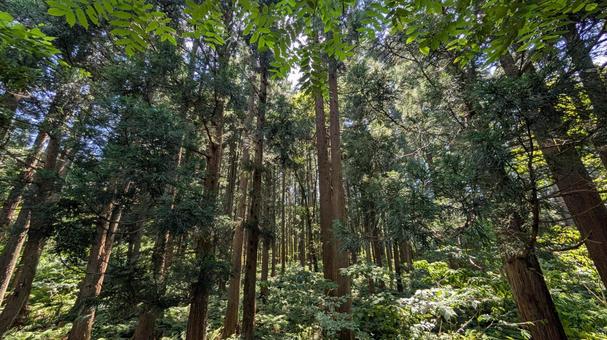 光が降り注ぐ夏の森 光が降り注ぐ夏の森 森,木,木漏れ日の写真素材