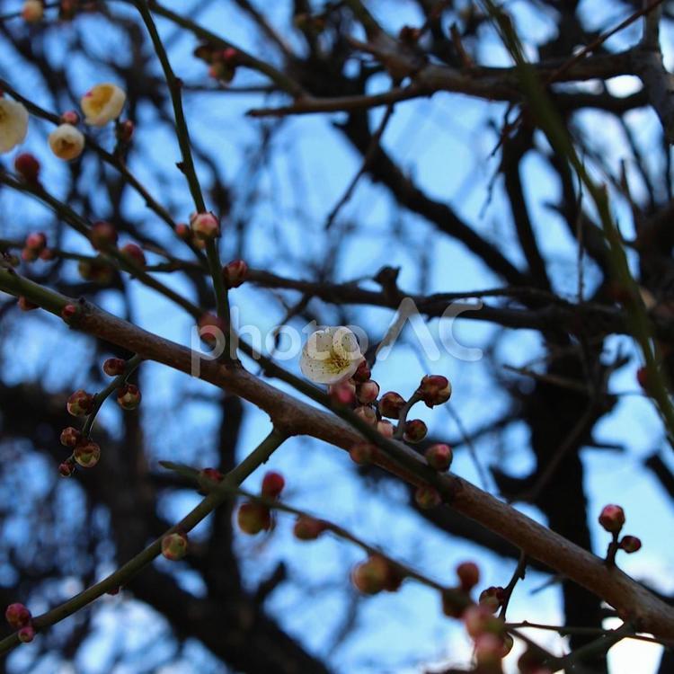 咲きはじめの梅の花 梅,ウメ,うめの写真素材