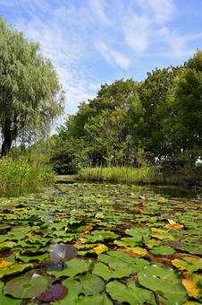 夏の花、庭の花 夏の花、庭の花の写真