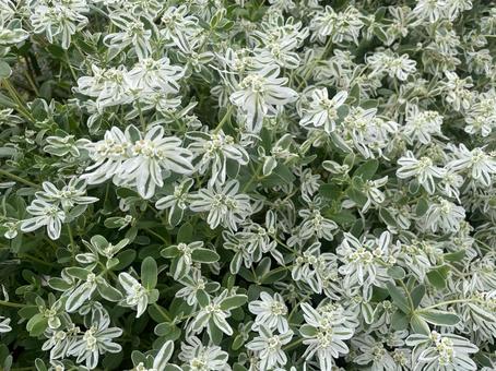 ハツユキソウ ハツユキソウ,初雪草,園芸の写真素材