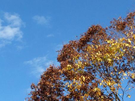 紅葉 紅葉 紅葉,秋空紅葉,季節の写真素材