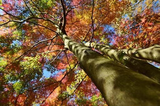 <秋のイメージ>紅葉 <秋のイメージ>紅葉 紅葉,紅葉狩り,グラデーションの写真素材