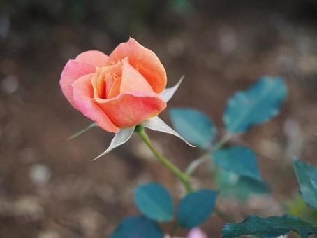 バラ園にて綺麗な薔薇を撮影しました バラ園にて綺麗な薔薇を撮影しました 花,薔薇,自然の写真素材