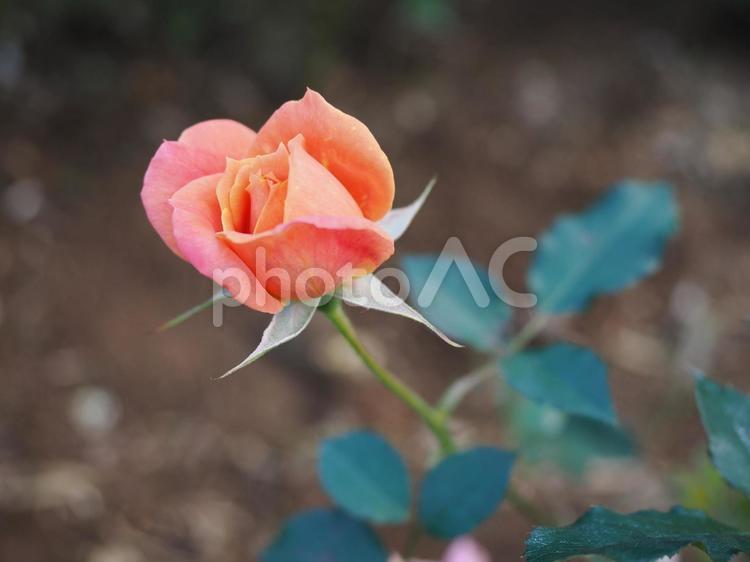 バラ園にて綺麗な薔薇を撮影しました 花,薔薇,自然の写真素材
