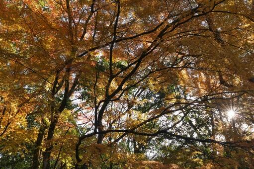 熊本県球磨郡あさぎり町の上村城跡の紅葉 熊本県,球磨郡,あさぎり町の写真素材