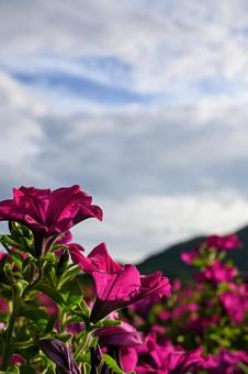 空へ伸びる、鮮やかピンクの花 空へ伸びる、鮮やかピンクの花 花,ピンク,ピンクの花の写真素材