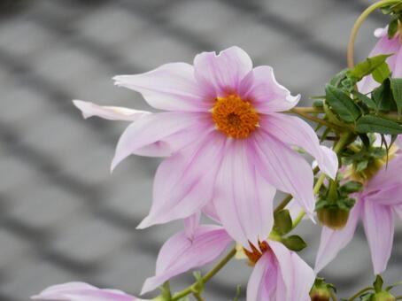 【花の写真】皇帝ダリア 皇帝ダリア,コウテイダリア,植物の写真素材