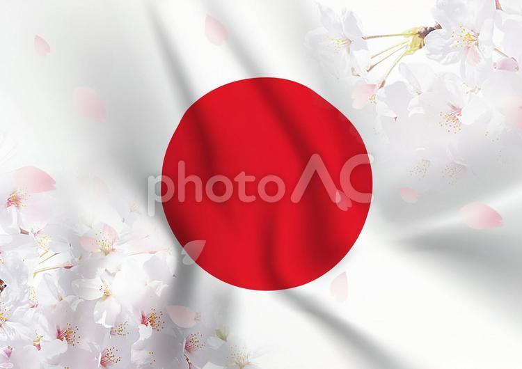 日の丸と桜 日の丸,旗,国旗の写真素材