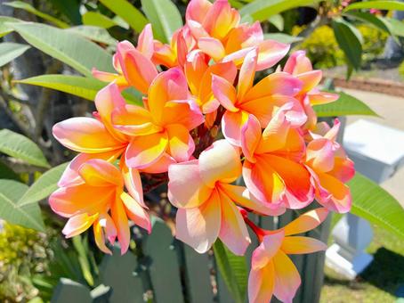 プルメリア 28 プルメリア,フランジパニ,花の写真素材