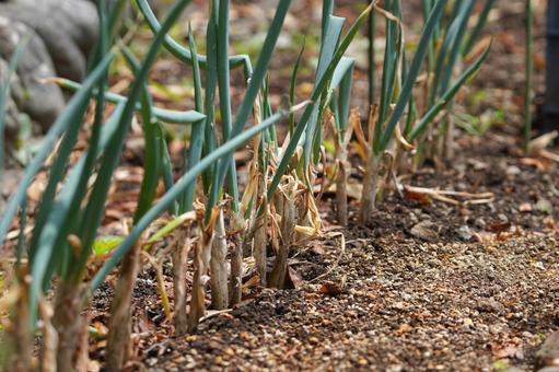 家庭菜園のネギの写真
