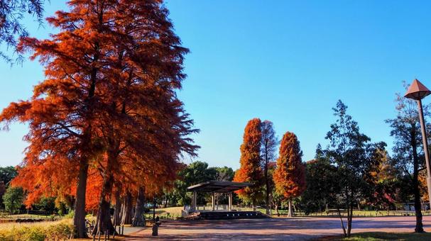 水元公園の紅葉・煉瓦色の木々（葛飾区） 秋,水元公園,紅葉の写真素材