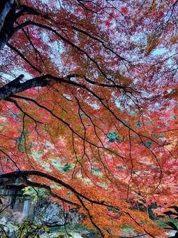 紅葉景色 秋,紅葉,モミジの写真素材