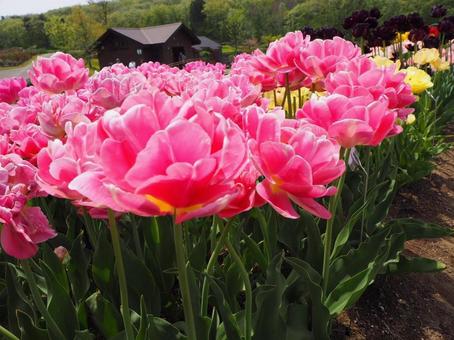 花 花 写真,花,旅行の写真素材